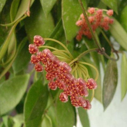 Hoya memoria IML 0107 H109