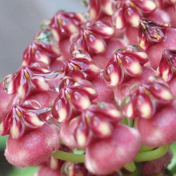 Hoya kentiana H10