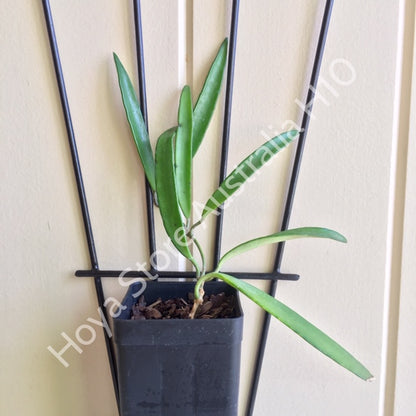 Hoya kentiana H10