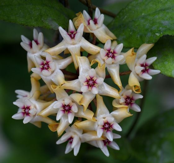 Hoya mitrata IML 1563 H110