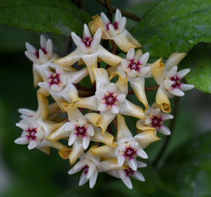 Hoya mitrata IML 1563 H110