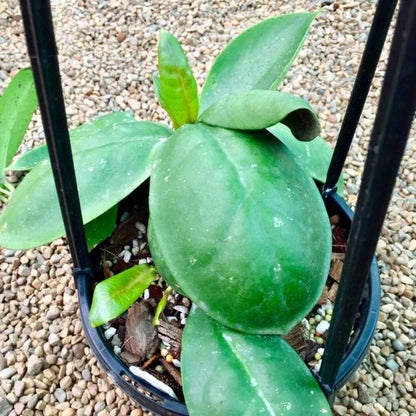 Hoya mitrata IML 1563 H110