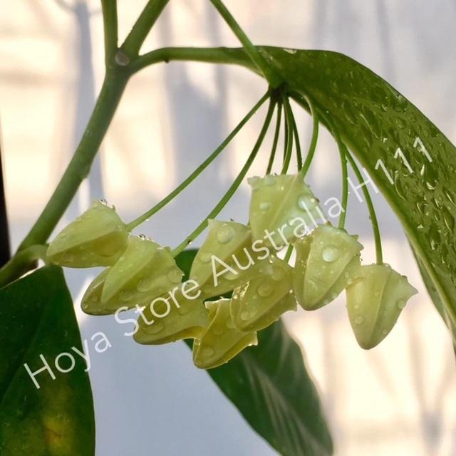 Hoya multiflora 'Shooting Star' IML 0182 H111