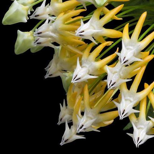Hoya multiflora albomarginata H113