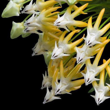 Hoya multiflora albomarginata H113