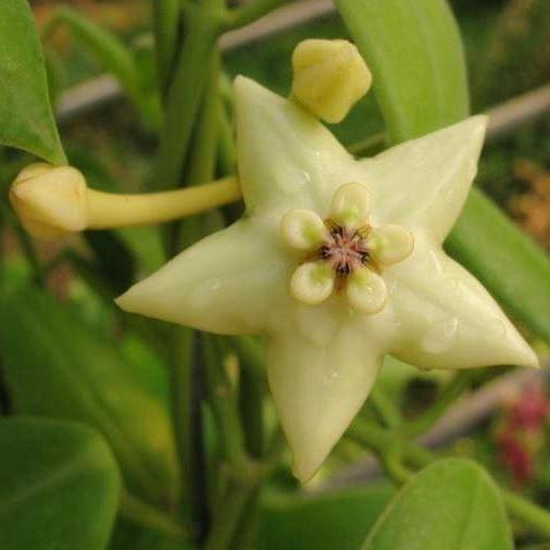 Hoya coronaria H114