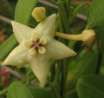 Hoya coronaria 'Gold Sidea' H37