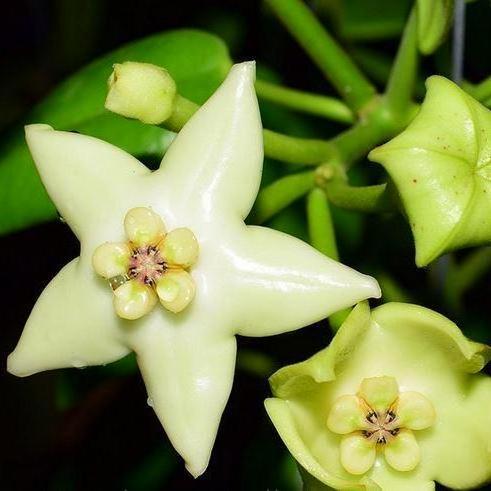 Hoya coronaria H114