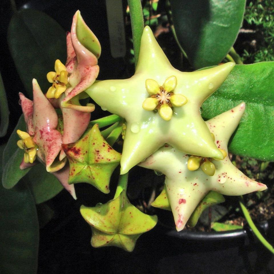 Hoya coronaria 'Gold Sidea' H37