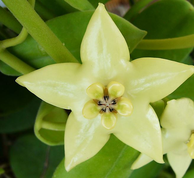 Hoya coronaria H114