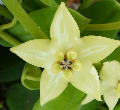 Hoya coronaria H114