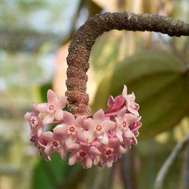 Hoya latifolia IML 1590 H116