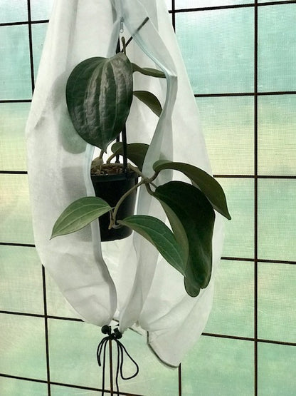 Hoya latifolia IML 1590 H116