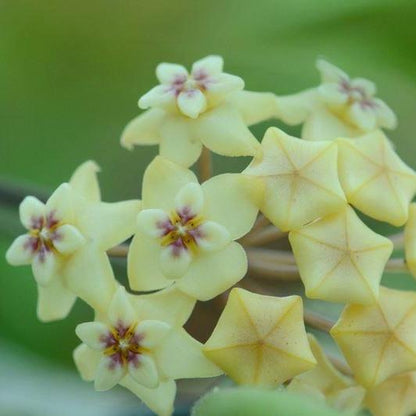 Hoya sp. IPPS8898  IML 1391 H119