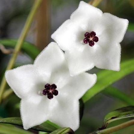 Hoya pauciflora H11