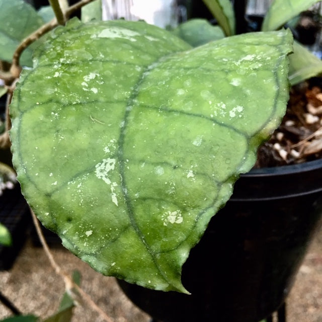 Hoya sp. Nong Nooch IML 1541 H120