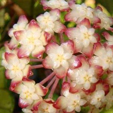 Hoya sp. Nong Nooch IML 1541 H120