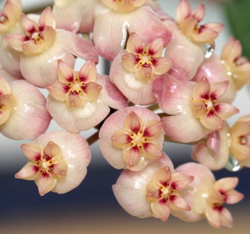 Hoya sp. Sumatra IML 1012 H122