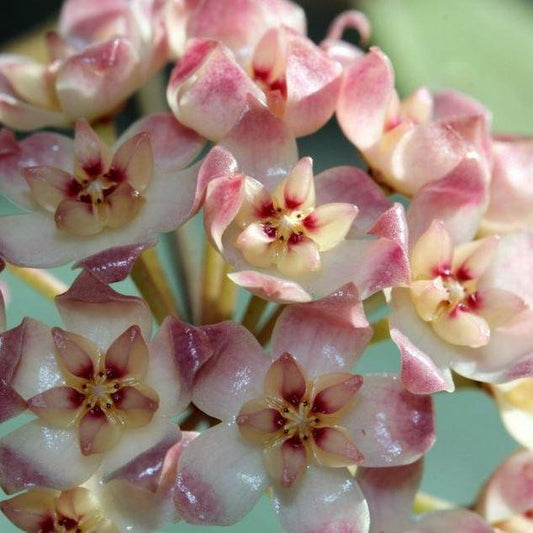 Hoya sp. Sumatra IML 1012 H122