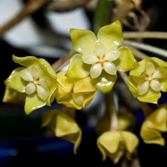 Hoya vitellinoides Sumatra IML 1198 H124