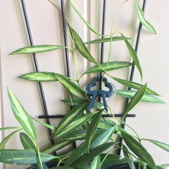 Hoya tsangii (variegata) H214