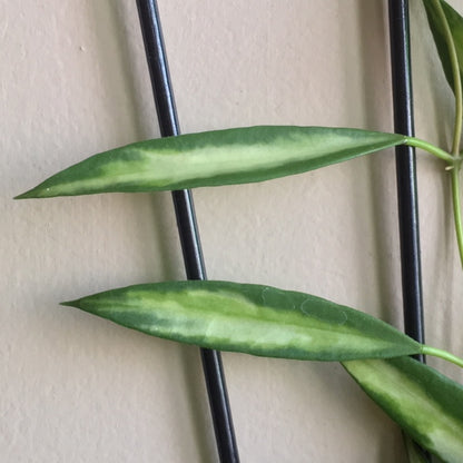 Hoya tsangii (variegata) H214