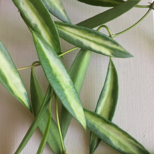 Hoya tsangii variegata H214