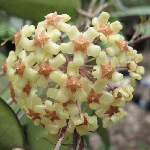 Hoya sp. Java IML 0452 H125