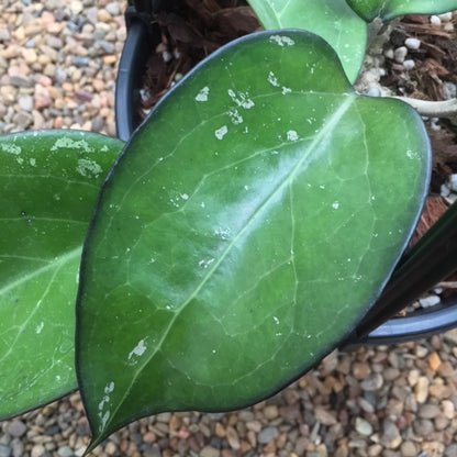 Hoya sp. Java IML 0452 H125