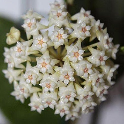 Hoya sp. Ko Chang Is. IML 1508 H127