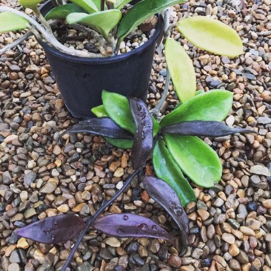 Hoya 'Rubra' IML 0169 H128
