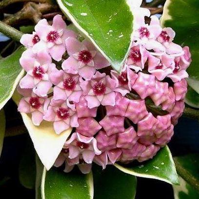 Hoya carnosa 'Tricolor' IML 0077 H130