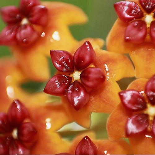 Hoya benguetensis IML 0772 H132