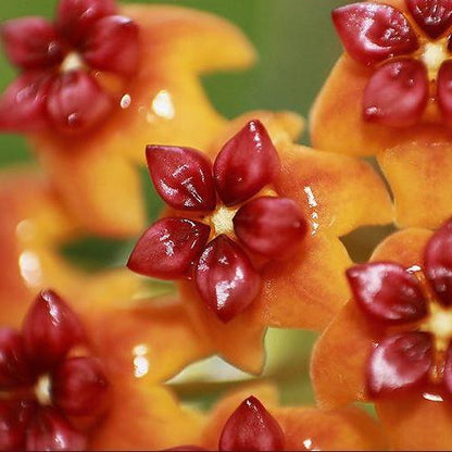 Hoya benguetensis IML 0772 H132