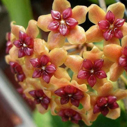 Hoya benguetensis IML 0772 H132