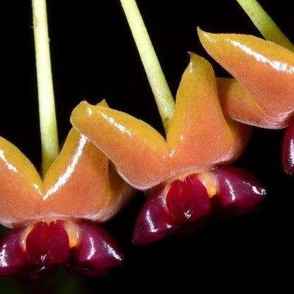 Hoya benguetensis IML 0772 H132