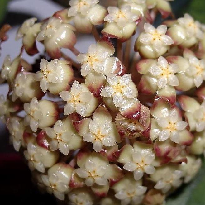 Hoya sp. Thailand IML 1398 H133