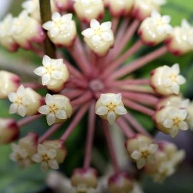 Hoya sp. Malaysia IML 1400 H134