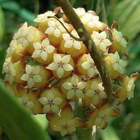 Hoya sp. Thailand IML 1420 H135