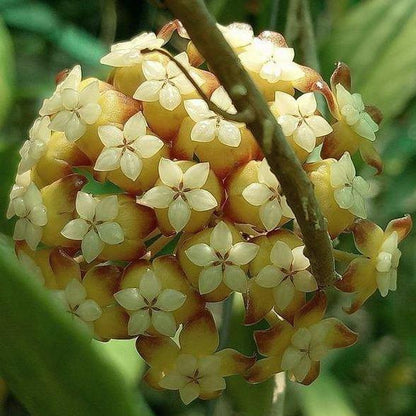 Hoya sp. Thailand IML 1420 H135