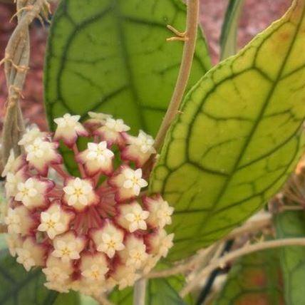 Hoya sp. Thailand IML 1420 H135