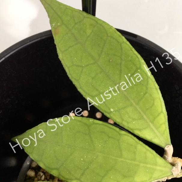 Hoya sp. Thailand IML 1420 H135