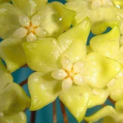 Hoya aff. forbesii IML 1029 H136