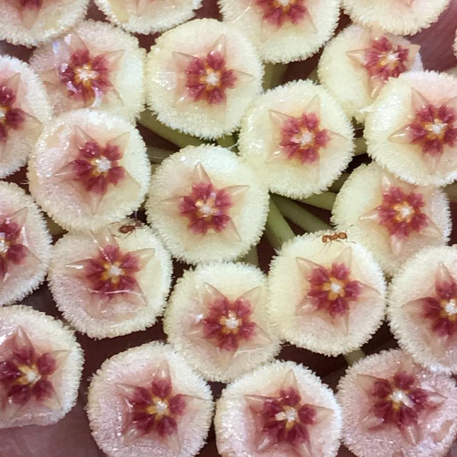 Hoya sipitangensis IML 1603 H138