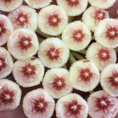 Hoya sipitangensis IML 1603 H138