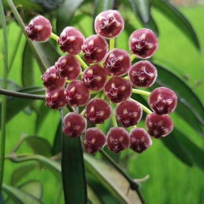 Hoya aff. kentiana Philippines IML 0834 H139