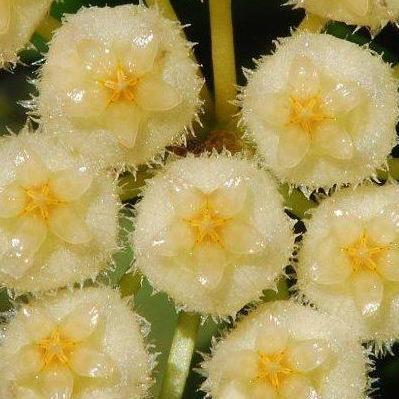 Hoya lacunosa H13