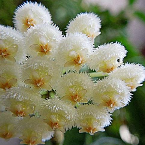 Hoya lacunosa H13