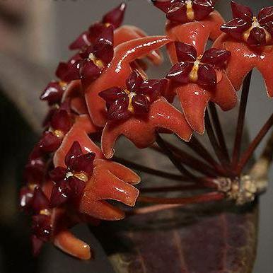 Hoya bordenii IML 0775 H140
