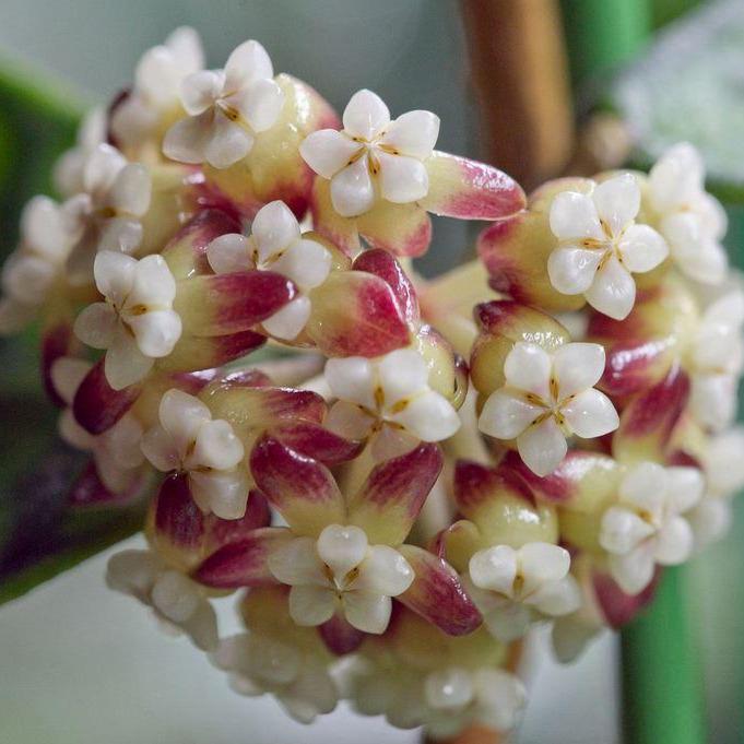 Hoya sp. Kalimantan IML 1168 H141